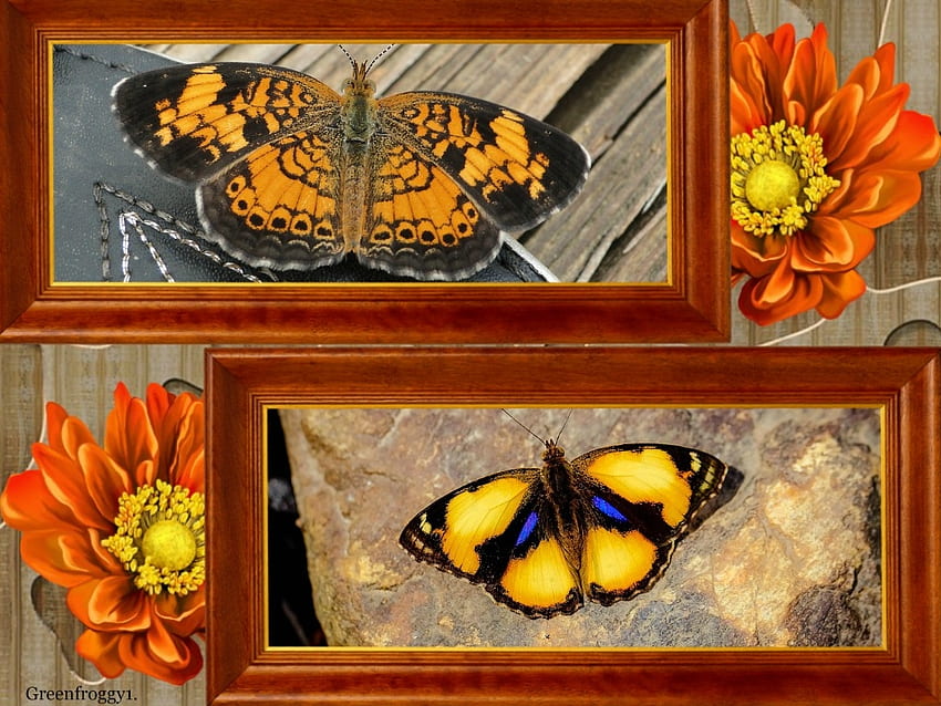 지구의 보석, 예쁜, 나비, 액자, 2개 HD 월페이퍼