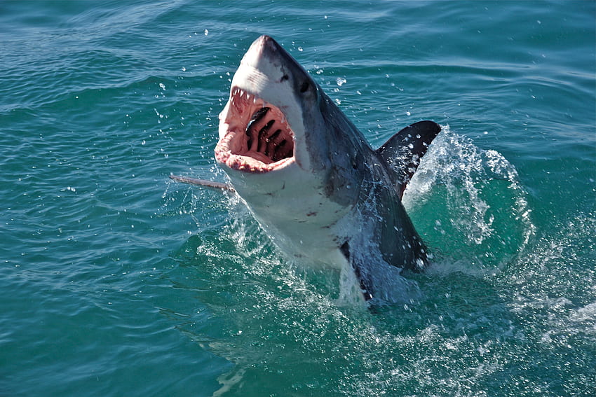 Büyük Beyaz köpekbalığı çenesi açık sudan geçiyor. Büyük Beyaz köpekbalığı kafes dalışı - Gansbaai, Güney Afrika. Carcharodon carcharias, Orcas, Tiburones HD duvar kağıdı