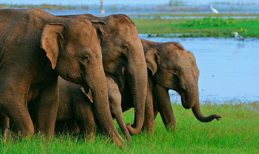 WijesingheTours-Ziel, Elefanten in Sri Lanka HD-Hintergrundbild