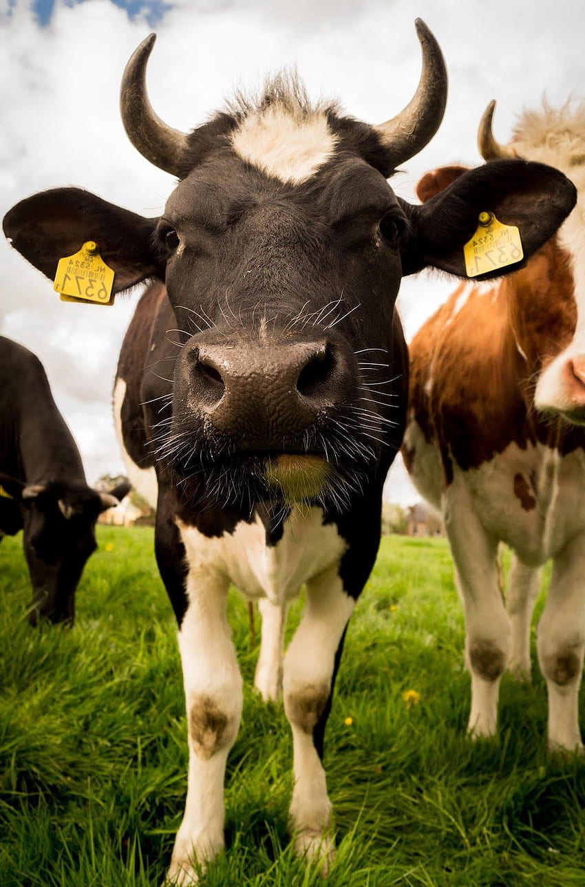 Animals Farm , Livestock HD phone wallpaper