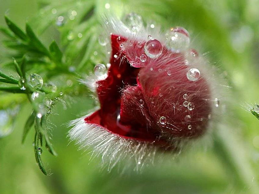 น้ำค้าง หยด สีเขียว สีแดง ดอกไม้ วอลล์เปเปอร์ HD