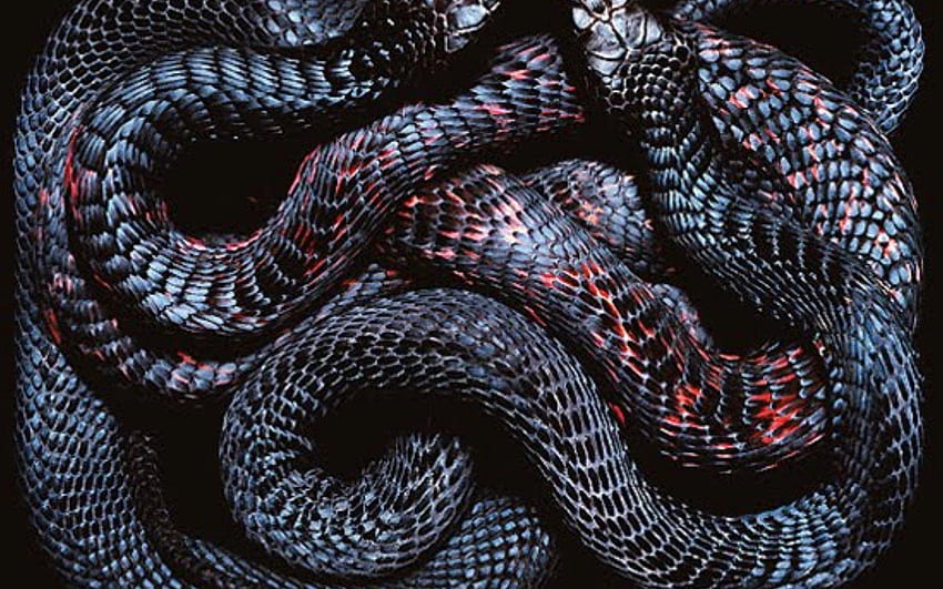  Todas las serpientes, estética de serpientes fondo de pantalla