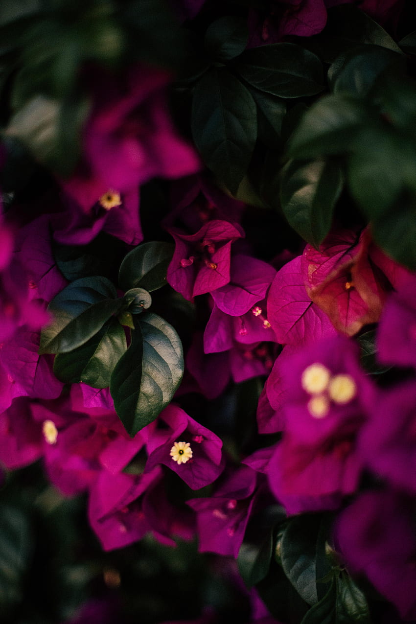 flores, hojas, violeta, púrpura, venas fondo de pantalla del teléfono