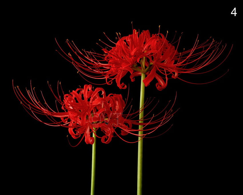 Rote Spinnenlilie, Lycoris Radiata HD-Hintergrundbild