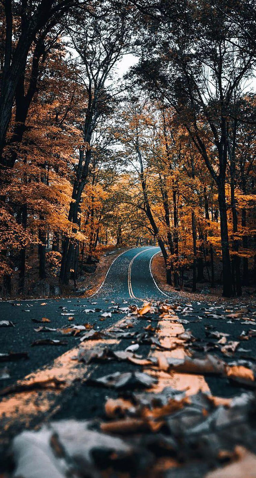 Jesienna droga leśna, jesienna ścieżka leśna Tapeta na telefon HD