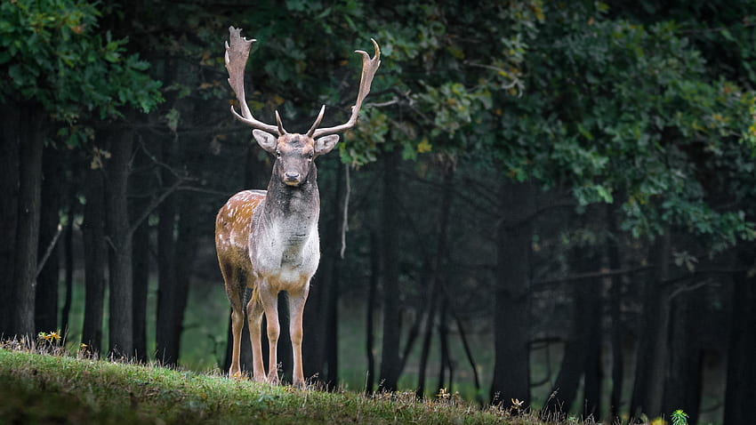 Fallow Deer, Deer Nature HD wallpaper