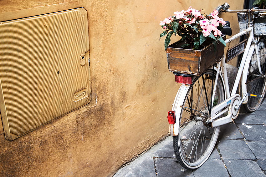 flores, cesta, bicicleta papel de parede HD