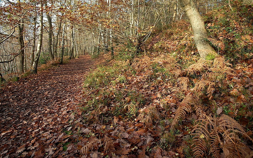 Natur, Herbst, Blätter, Farn, Wald, Weg, Wanderweg, Eiche HD-Hintergrundbild