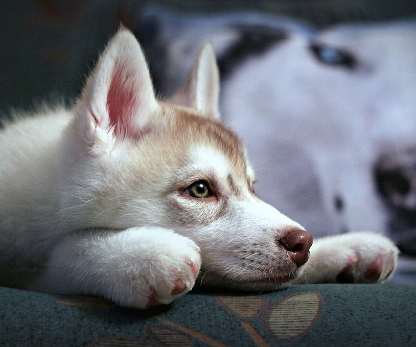 Wolf Puppy, Cute Wolf Puppy HD wallpaper