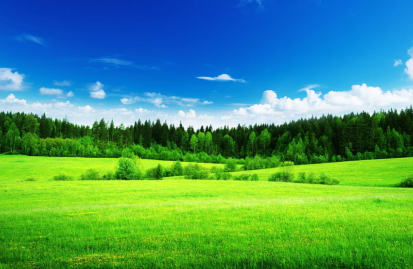 Gras und Hintergrund Gras, Grünland HD-Hintergrundbild