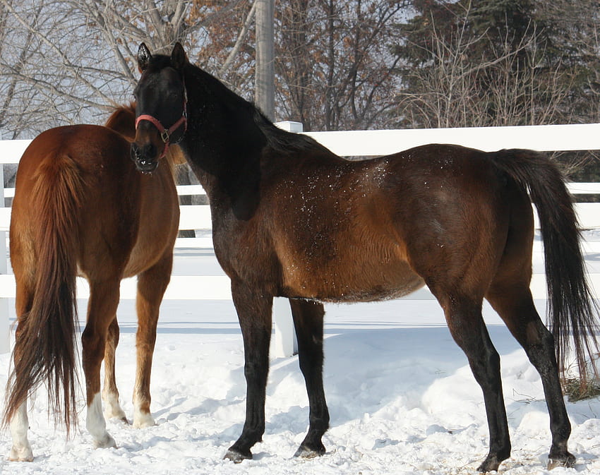 Cavalos!!!!, cavalos marrons, fazenda, pôneis, cavalos pretos, animais, neve, cerca, natureza papel de parede HD