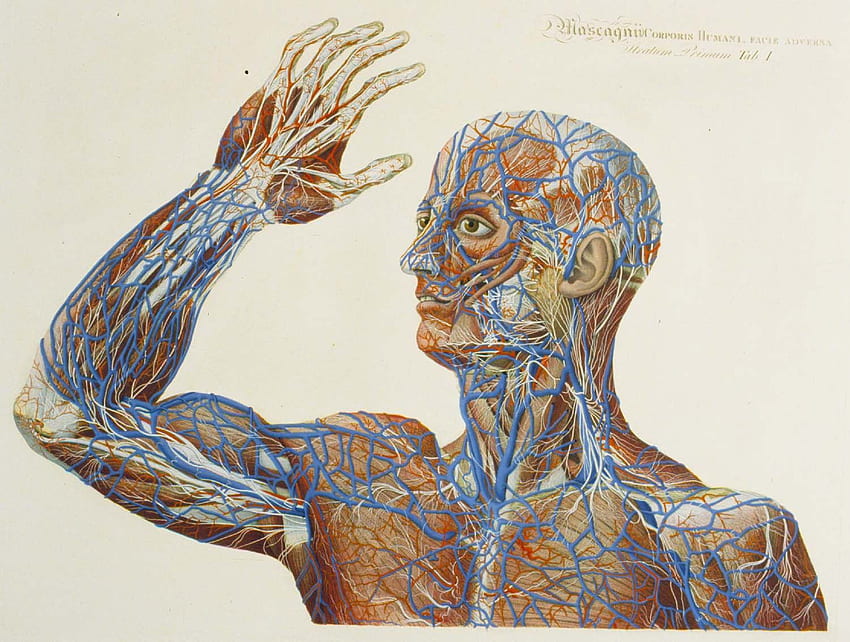 Anatomi. Anatomi Otak, Latar Belakang Kerangka Anatomi dan Anatomi, Anatomi Abstrak Wallpaper HD