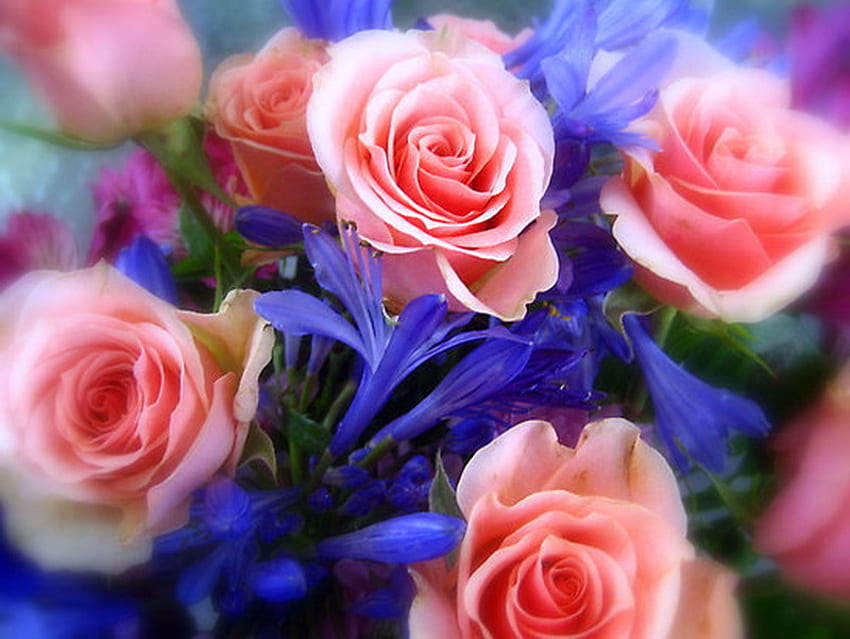 For your day, iris, pink, roses, birtay, flowers, celebration HD wallpaper