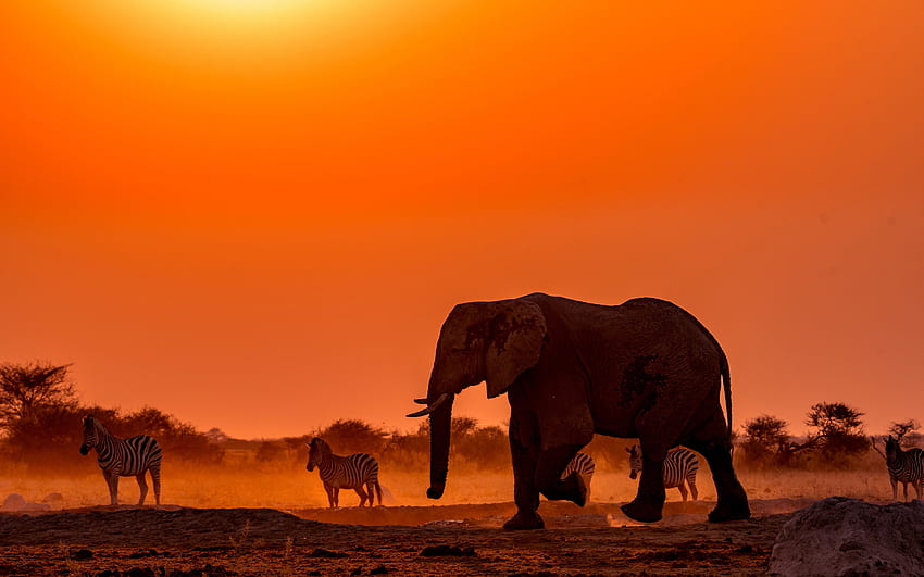 elefantes, zebras, tarde, pôr do sol, animais selvagens, vida selvagem, Botswana, África papel de parede HD