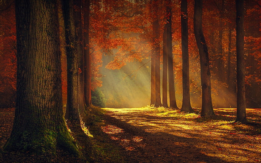 Callejón de otoño, árboles, otoño, callejón, bosque fondo de pantalla