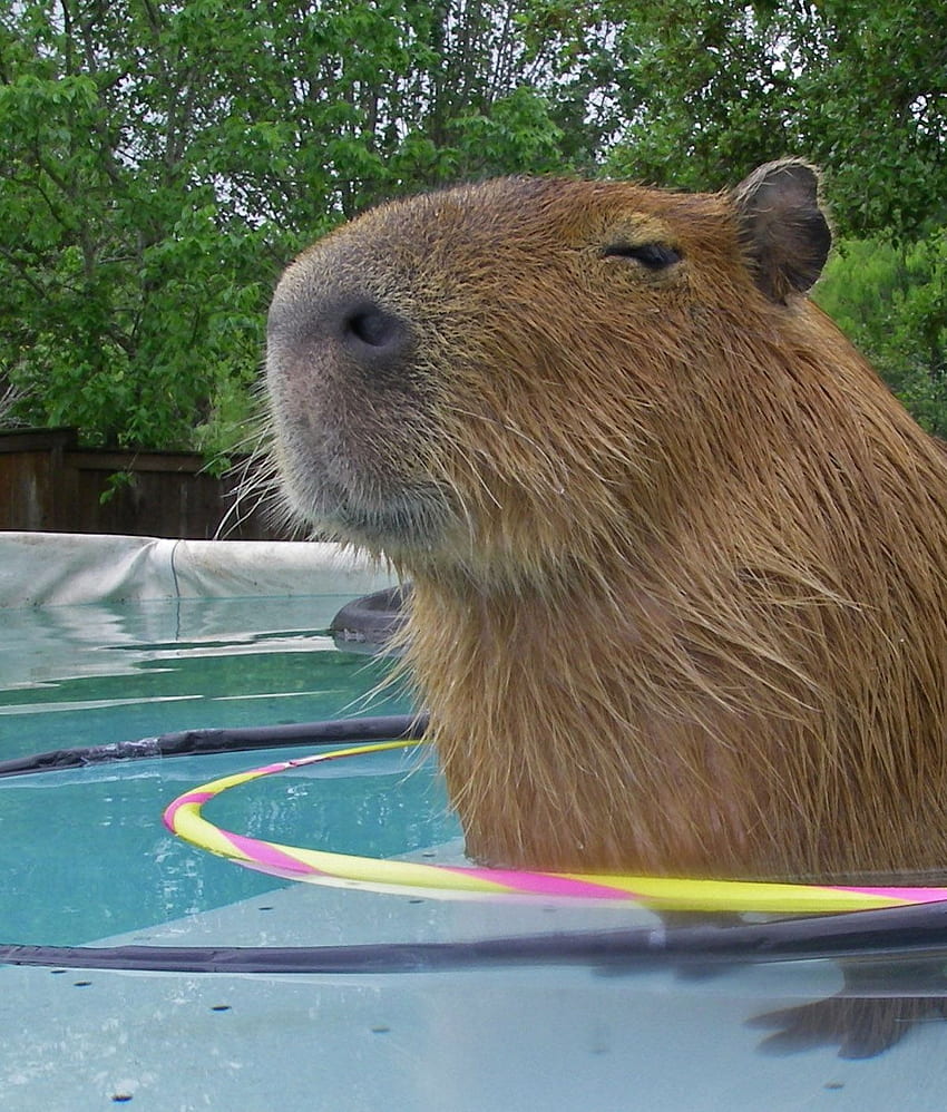 Capibara, piscina, animale Sfondo del telefono HD
