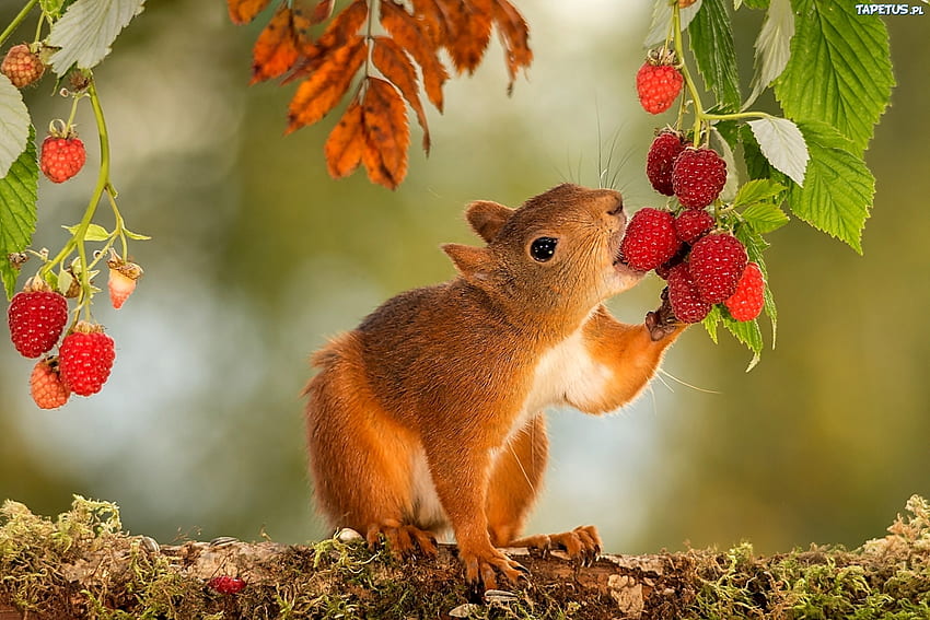 Yummy Berries, berries, autumn, puzzle, squirrel HD wallpaper