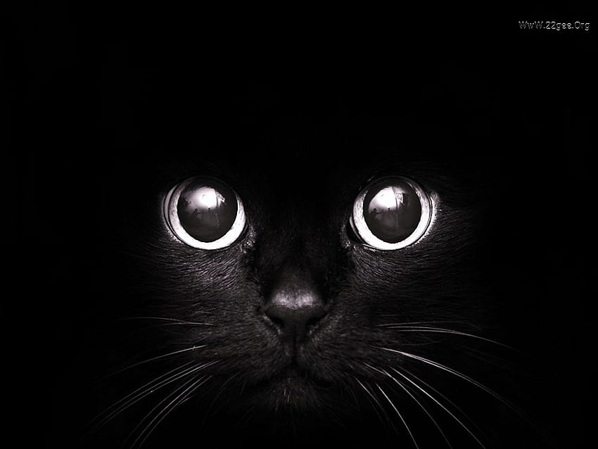 Yeux magiques, doux, chaton, noir, chat, félin, animal de compagnie, oeil Fond d'écran HD