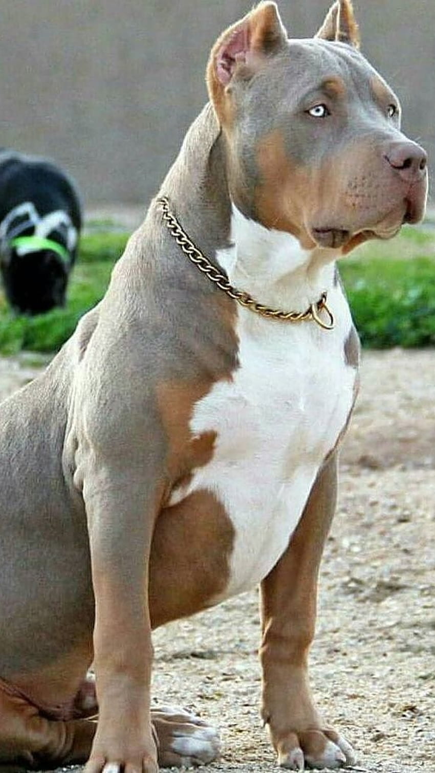 American Bully, Pitbull Merle, razas de perros fondo de pantalla del teléfono