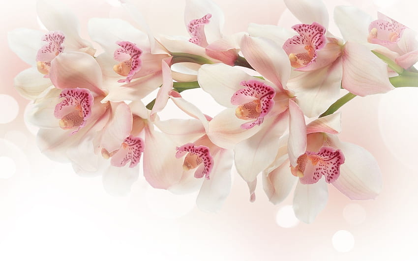 White orchid flowers pink g 121109 [] for your , Mobile & Tablet. Explore Pink Orchid . Purple Orchid , Blue Orchid , Beautiful Orchids HD wallpaper