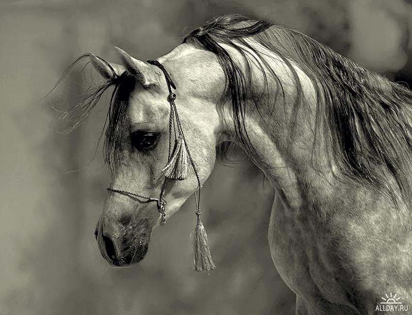 Contemplation, arabian, horses, dappled grey, grey HD wallpaper
