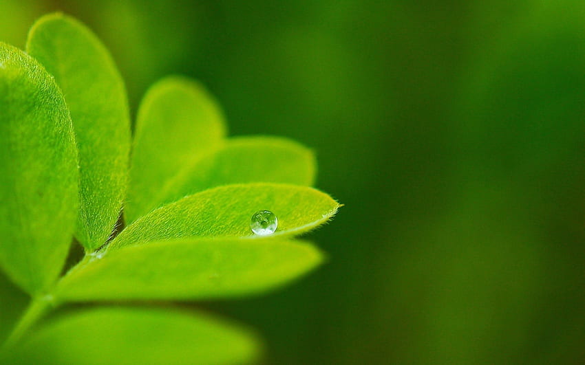 พื้นหลัง พืช มาโคร แผ่น ใบไม้ สีเขียว วอลล์เปเปอร์ HD