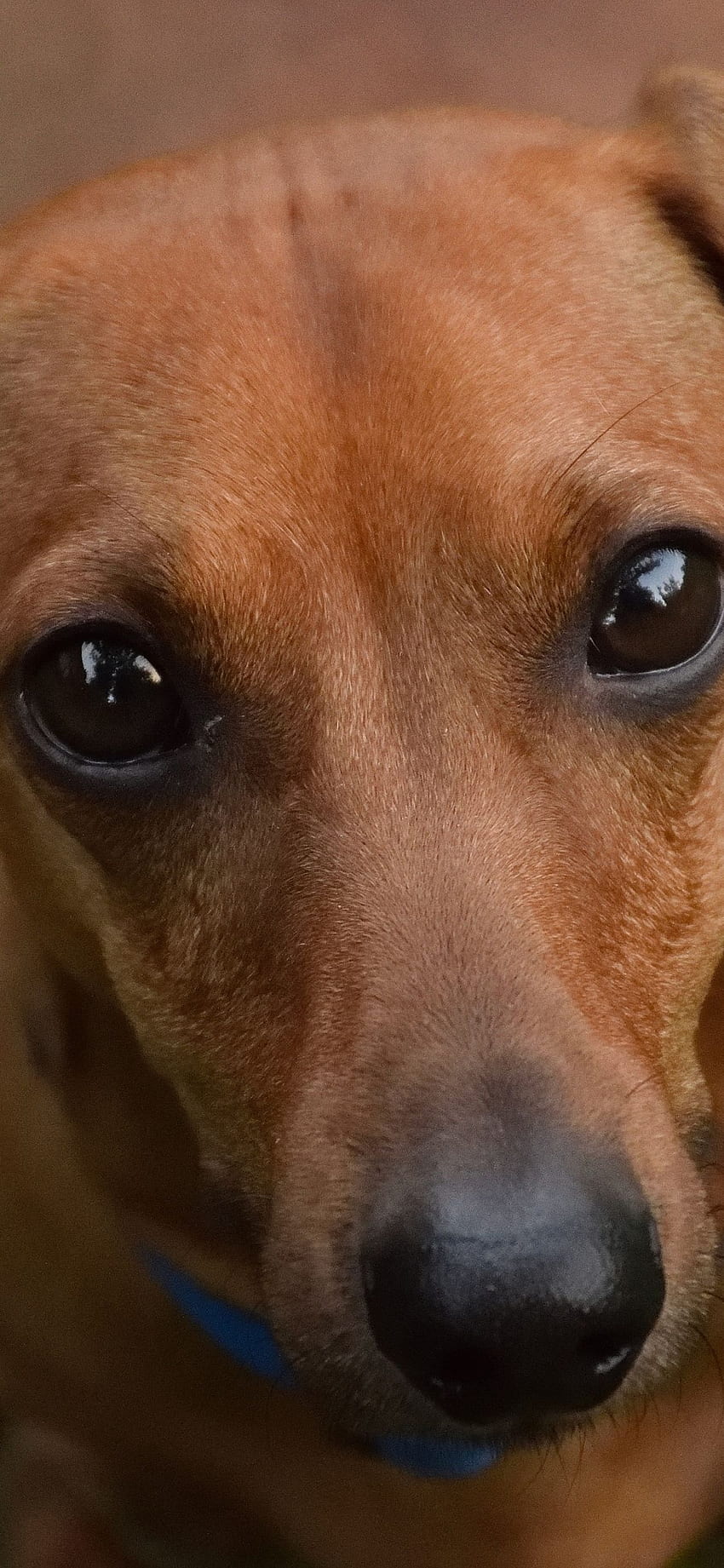 cute, dachshund, dog, muzzle, iphone, Wiener Dog HD phone wallpaper