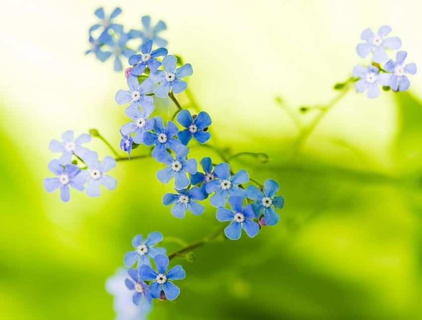 JUST A KISS OF BLUE, miniaturowe kwiaty, limonkowa zieleń, grafika, błękity, kwiaty, tła Tapeta HD