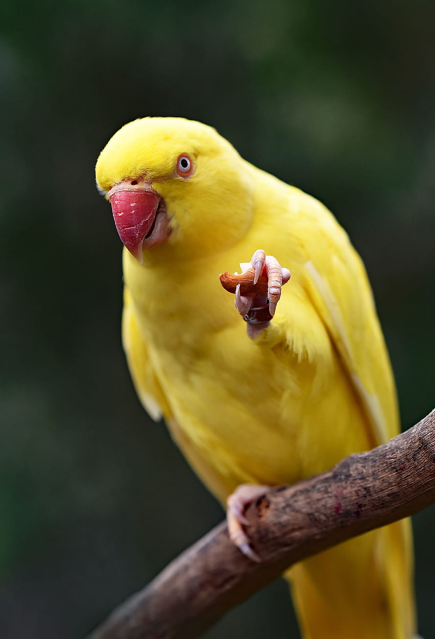 Tiere, Papageien, Vogel, Schnabel HD-Handy-Hintergrundbild