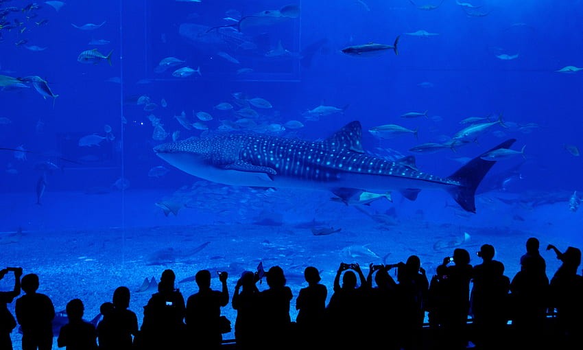 Okinawa Churaumi Aquarium - Aquarium in Okinawa Island - Thousand HD wallpaper