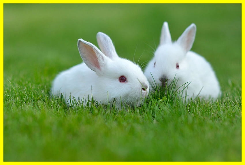 Coniglio bianco, coniglio carino Sfondo HD