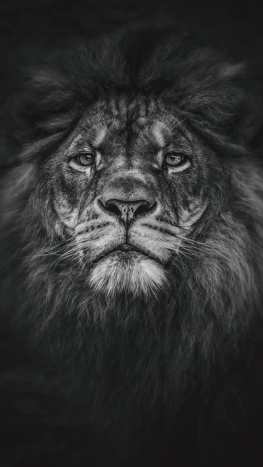 Black Lion iPhone HD phone wallpaper | Pxfuel