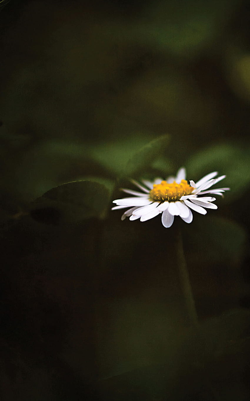 Daisy Flower Mobile, flor minimalista fondo de pantalla del teléfono