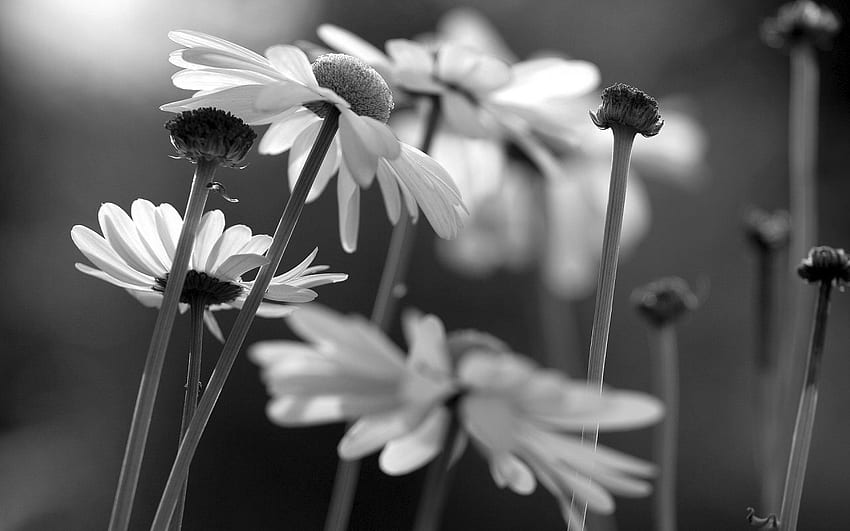 Black And White Flower Background - Boynu Bukuk Solmuş Papatya -, Black and White Daisy HD wallpaper