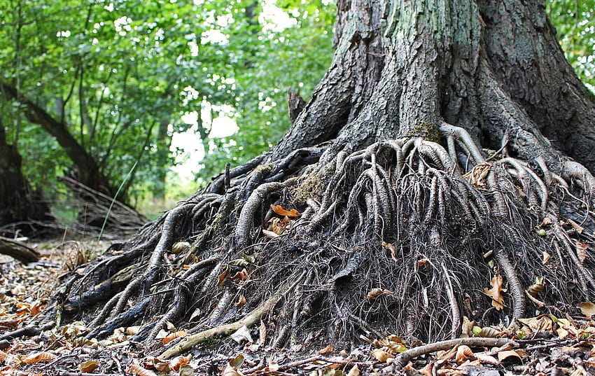 root , tree, root, shellbark hickory, plant, trunk - Use, Tree Root HD wallpaper