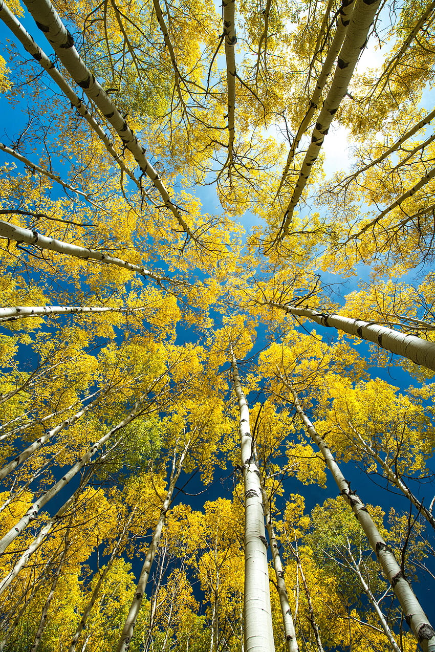 Natur, Bäume, Birken, Top, Wald, Krone, Tops, Ansicht von unten, Kronen HD-Handy-Hintergrundbild