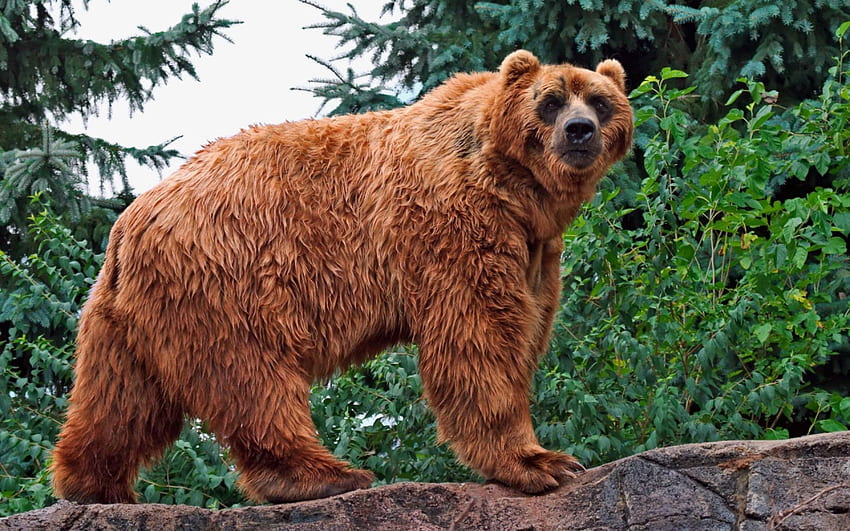 Beautiful Brown Kodiak Bear - Animals and Birds . All is Wall HD wallpaper