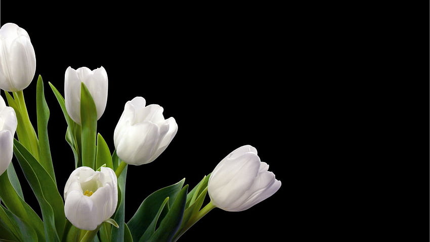 ดอกทิวลิปสีขาว พื้นหลังสีดำ - Id วอลล์เปเปอร์ HD