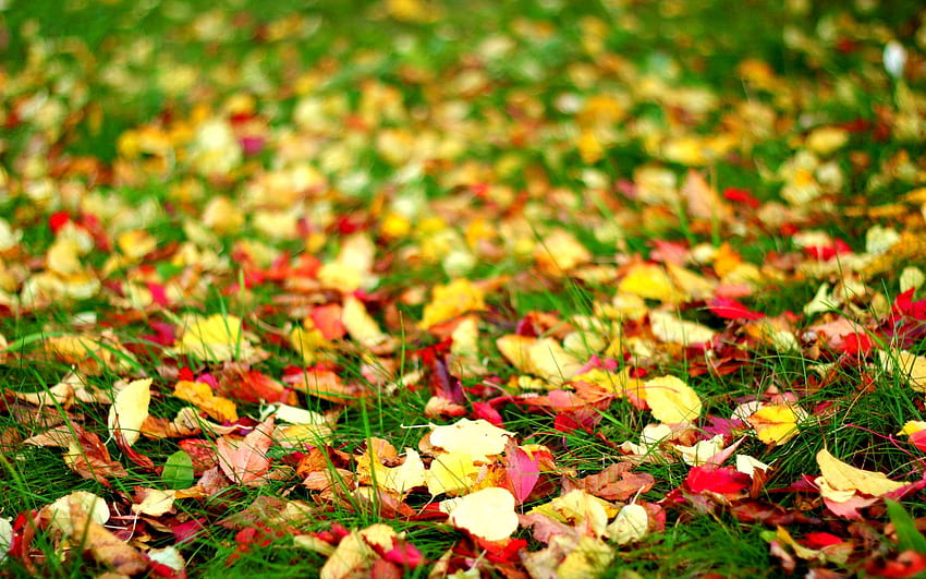 Autumn Leaves, bokeh, graphy, colors, beauty, colorful leaves, autumn splendor, autumn, sweet, fall, carpet of leaves, beautiful, grass, leaves, pretty, autumn carpet, autumn colors, nature, leaf, lovely HD wallpaper