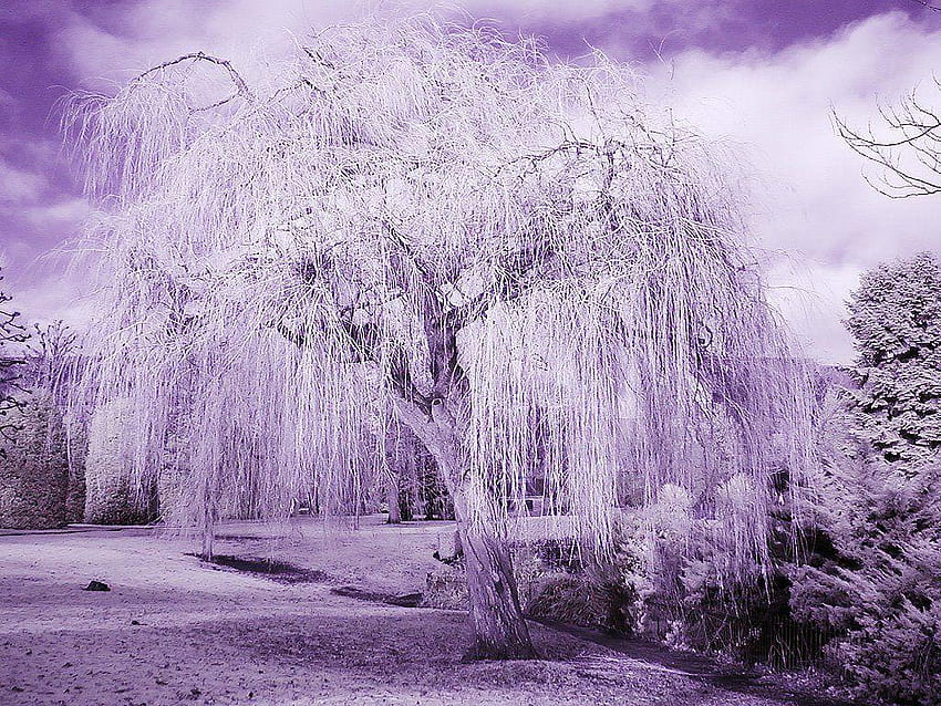 Weeping willow by inbalance on deviantART  Weeping willow Weeping willow  tree Willow tree
