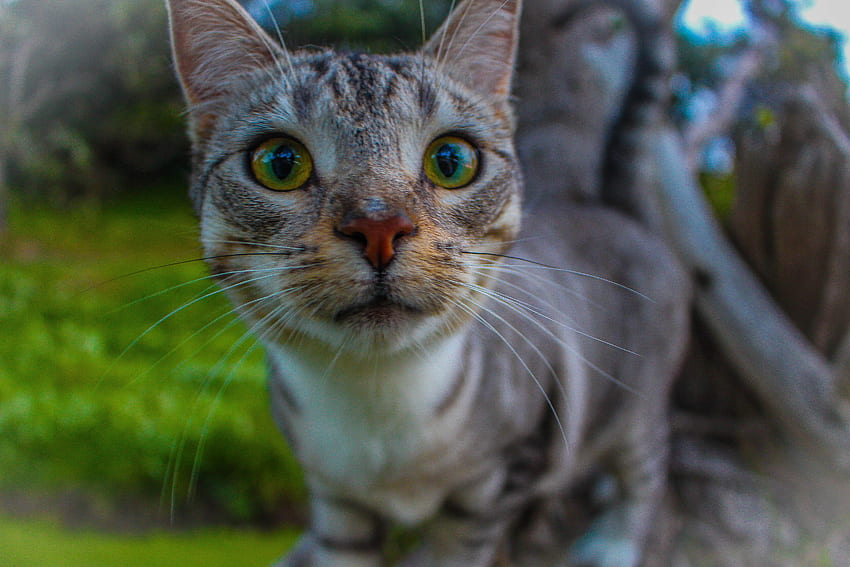 Neugierig Kitty, Kätzchen, erkunden, Katze, neugierig, Nahaufnahme HD-Hintergrundbild
