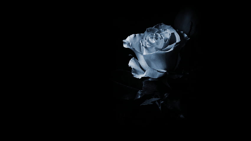 日陰の青いバラと - , , Black Blue Rose 高画質の壁紙