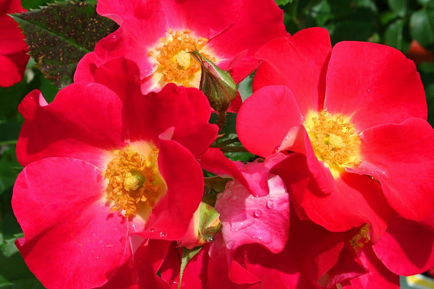 DZIKA RÓŻA, róże, ładne, czerwone, żółte Tapeta HD