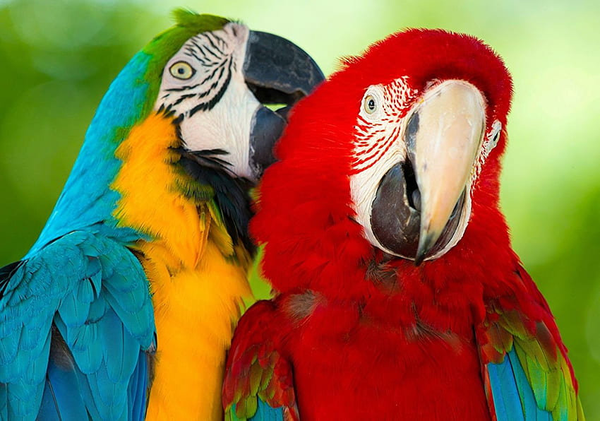 Fondos de Pantalla Aves Papageienvögel Ara ararauna Dos Animalia descargar nes, Guacamaya HD-Hintergrundbild