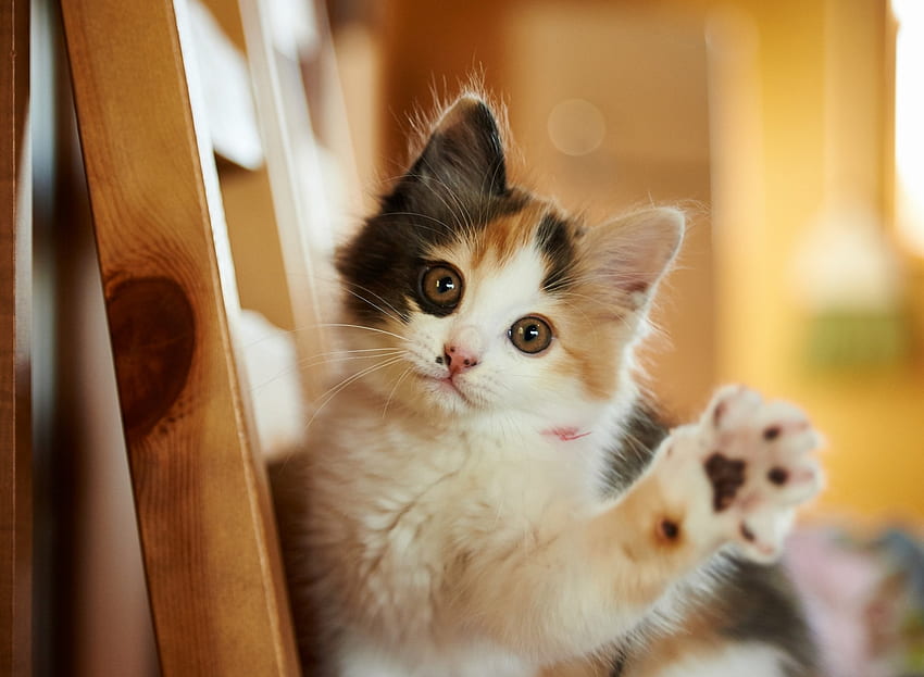 Hello!, pisica, 달콤한, 새끼 고양이, 귀여운, 고양이, 발 HD 월페이퍼