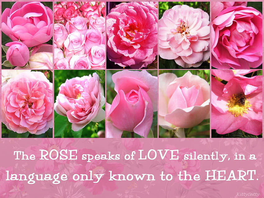 ღ~ SWEET ROSES ~ღ , różowy, abstrakcyjny, róże, miłość, różowe róże, kwiaty, serce, kolaż Tapeta HD