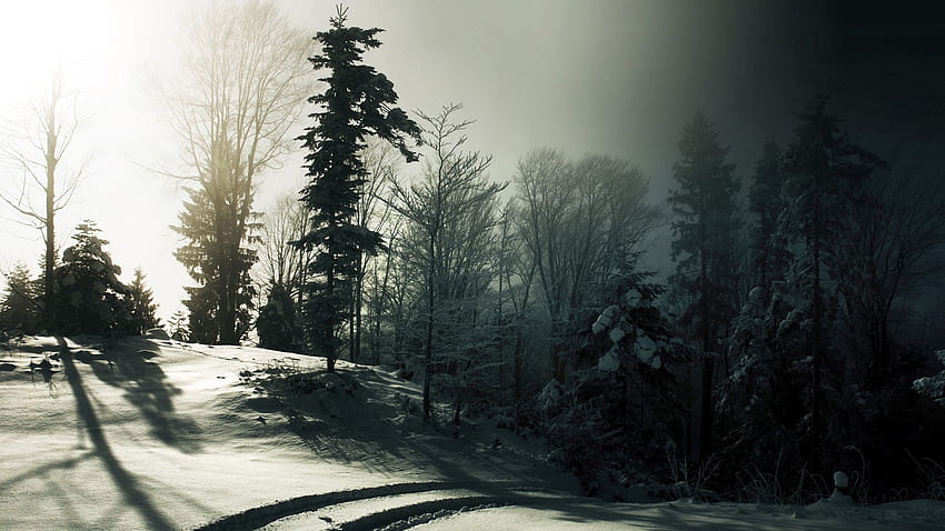 ธรรมชาติ ต้นไม้ หิมะ ป่า ความมืด เงา ร่องรอย วอลล์เปเปอร์ HD