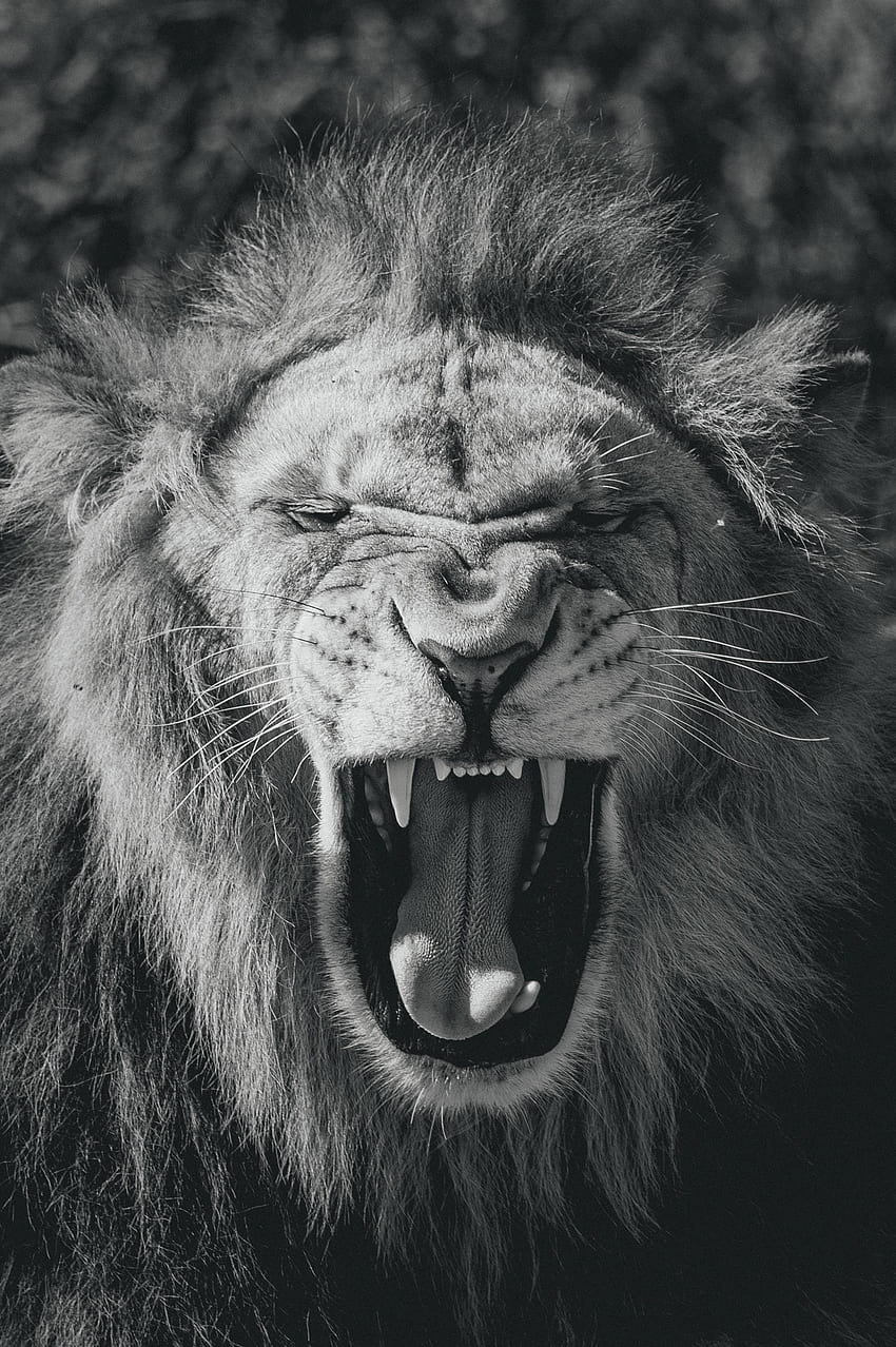 Animals, Lion, Big Cat, Bw, Chb, To Fall, Mouth, King Of Beasts, King Of The Beasts HD phone wallpaper