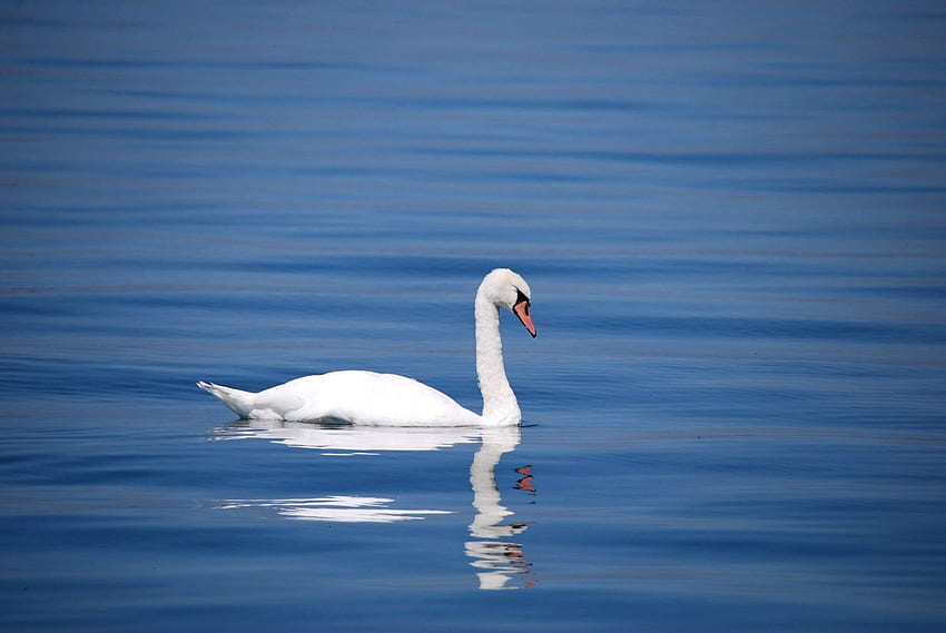 Animals, Water, Reflection, Bird, Swan HD wallpaper