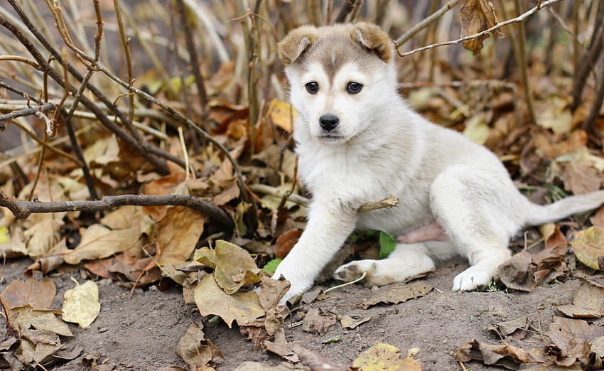 Dog, autumn, puppy, husky HD wallpaper